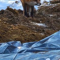 A red fox checks out Stormwater Facilities's work on the Epping Forest site.
